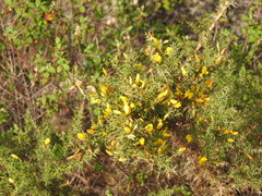 Ulex argenteus subsericeus