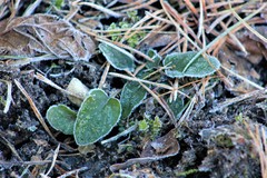 Viola rupestris