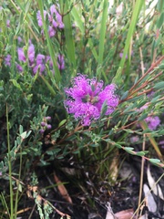 Melaleuca thymifolia