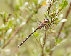 Austroaeschna inermis