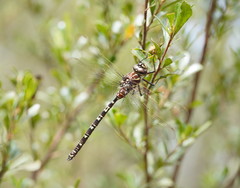 Austroaeschna inermis