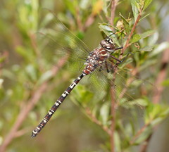 Austroaeschna inermis