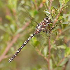 Austroaeschna inermis