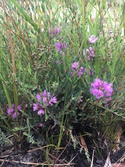 Melaleuca thymifolia