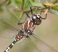 Austroaeschna inermis