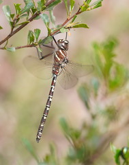 Austroaeschna inermis