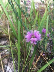 Melaleuca thymifolia