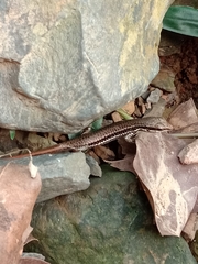 Sphenomorphus incognitus