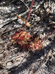 Drosera admirabilis