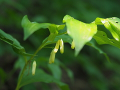 Polygonatum latifolium