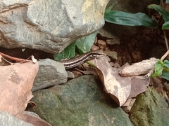 Sphenomorphus incognitus