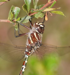 Austroaeschna inermis