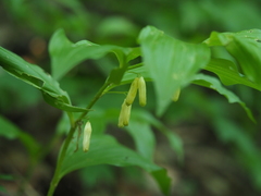Polygonatum latifolium
