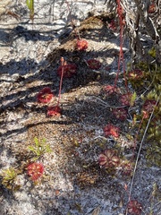 Drosera admirabilis