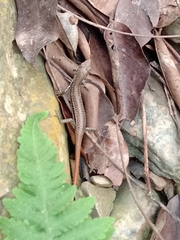 Sphenomorphus incognitus