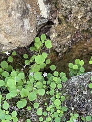 Wimmerella pygmaea