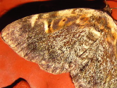 Hypostrotia cinerea