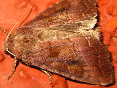 Sarcopolia illoba