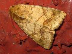 Helicoverpa assulta