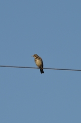 Turdus eunomus