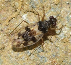 Patapius spinosus