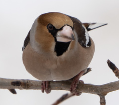 Coccothraustes coccothraustes