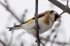 Carduelis carduelis