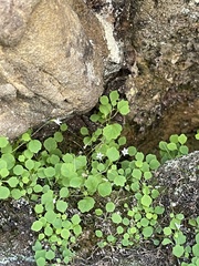 Wimmerella pygmaea