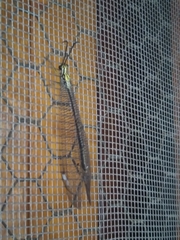 Banyutus lethalis