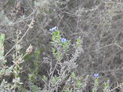 Glandora prostrata lusitanica