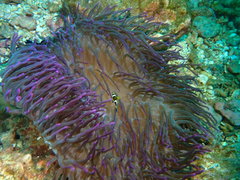 Heteractis