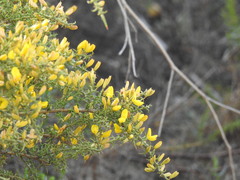 Ulex argenteus subsericeus