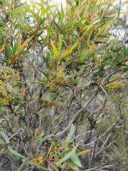 Eucalyptus stricta