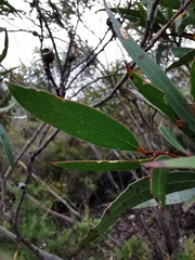 Eucalyptus stricta