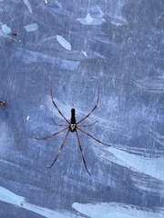 Nephila pilipes