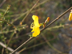 Cytisus grandiflorus