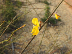 Cytisus grandiflorus