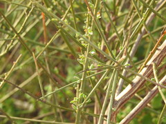 Cytisus grandiflorus