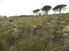 Cytisus grandiflorus
