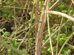 Cytisus grandiflorus