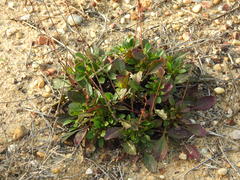 Tuberaria major