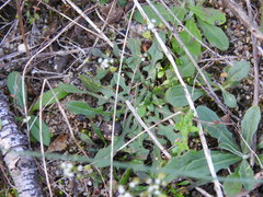 Teesdalia coronopifolia