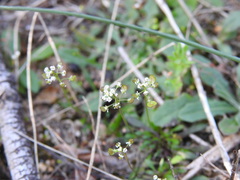 Teesdalia coronopifolia