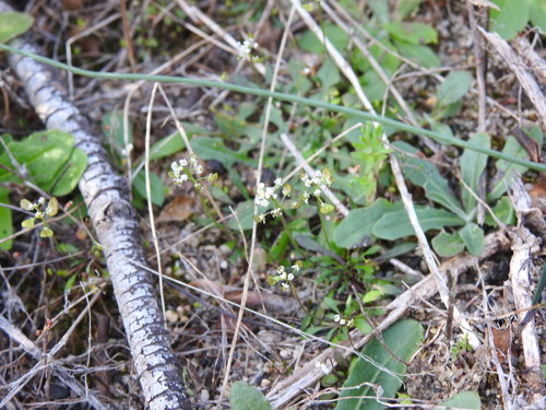 Image of Teesdalia coronopifolia by (c) Duarte Frade, some rights reserved (CC BY)