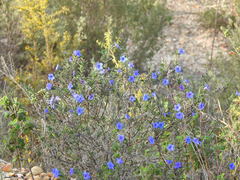Glandora prostrata lusitanica