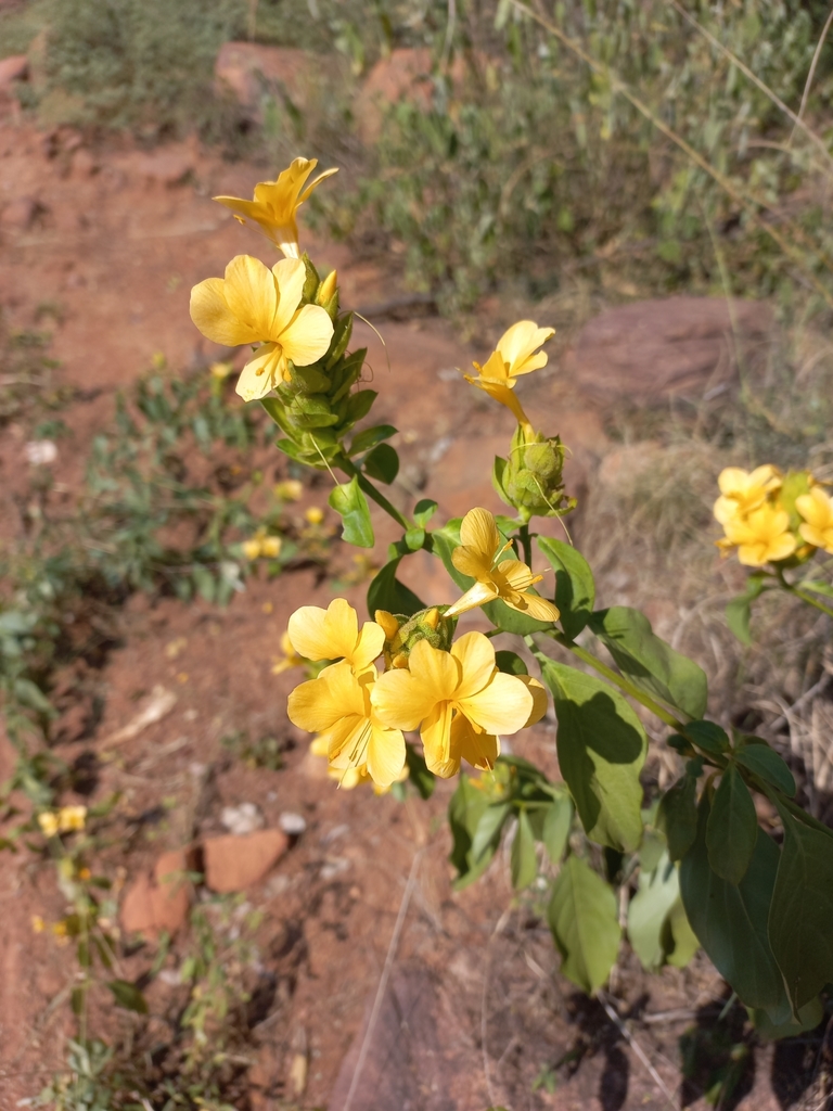 Barleria crossandriformis
