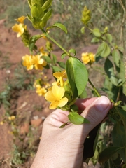 Barleria crossandriformis