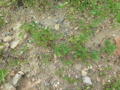 Sibbaldianthe orientalis