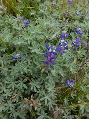 Lupinus variicolor