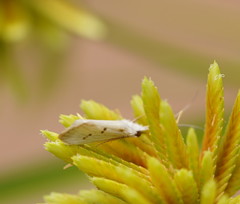 Asmicridea edwardsii